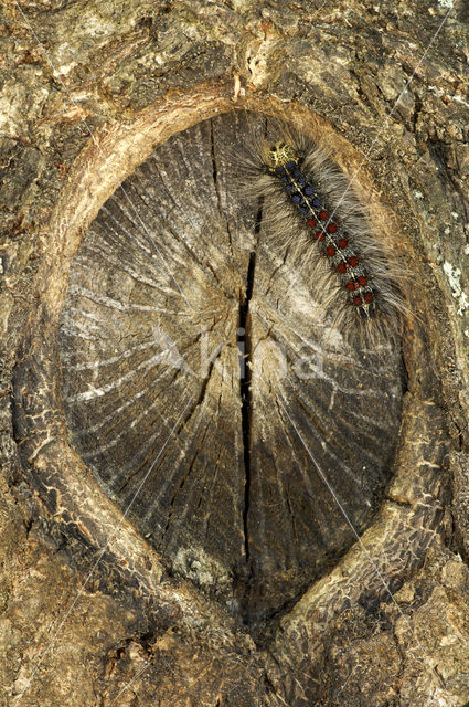Gypsy Moth (Lymantria dispar)