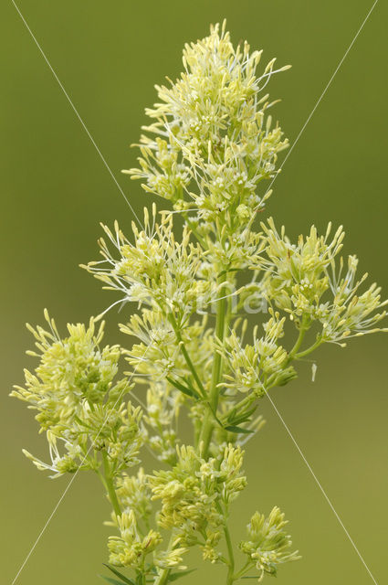 Poelruit (Thalictrum flavum)