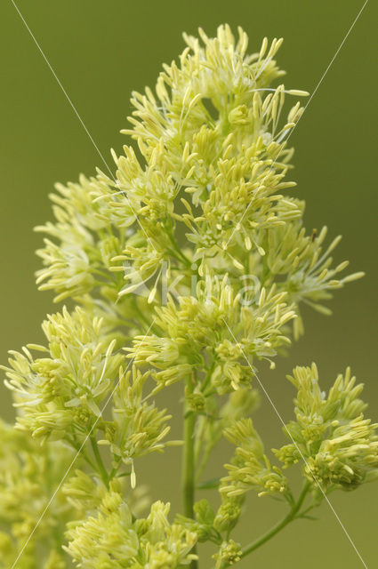 Poelruit (Thalictrum flavum)