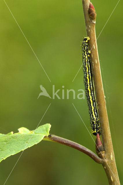 Clouded magpie (Abraxas sylvata