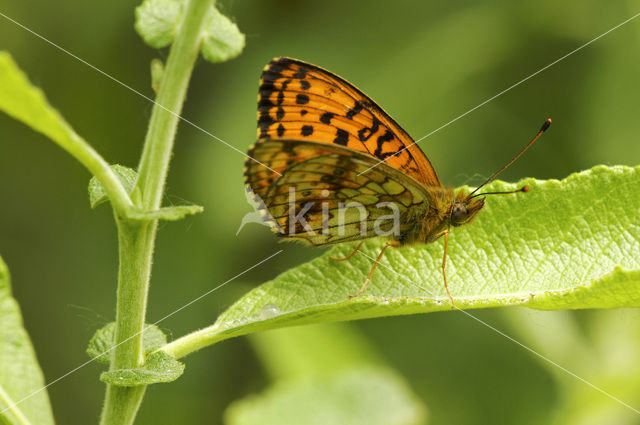 Lesser Marbled Fritillary (Brenthis ino)