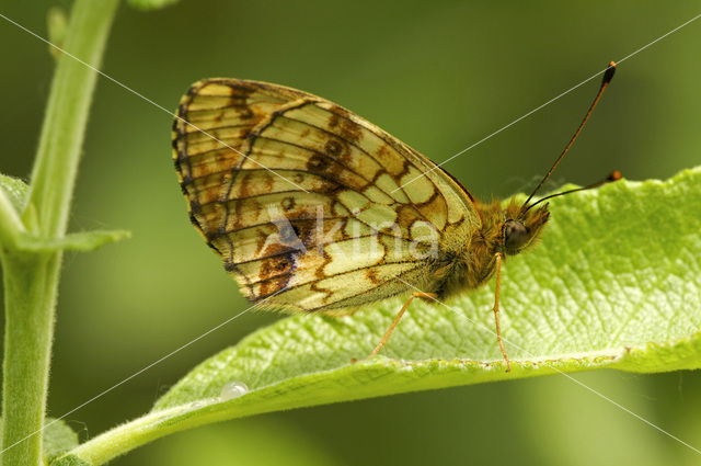 Lesser Marbled Fritillary (Brenthis ino)