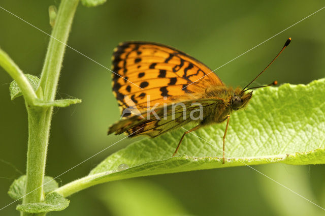 Lesser Marbled Fritillary (Brenthis ino)