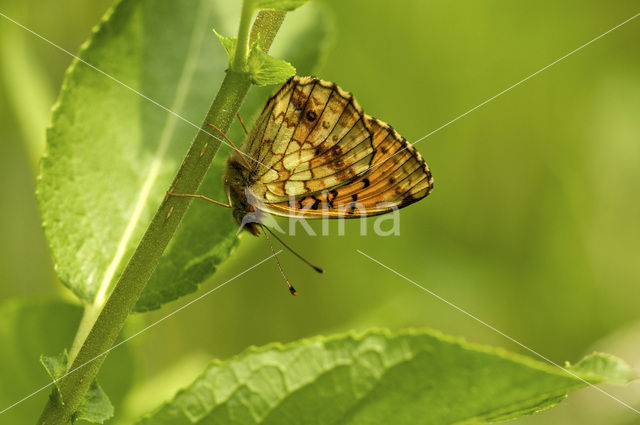 Lesser Marbled Fritillary (Brenthis ino)