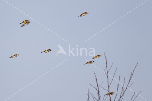 European Goldfinch (Carduelis carduelis)