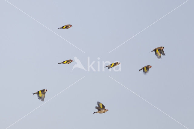 European Goldfinch (Carduelis carduelis)