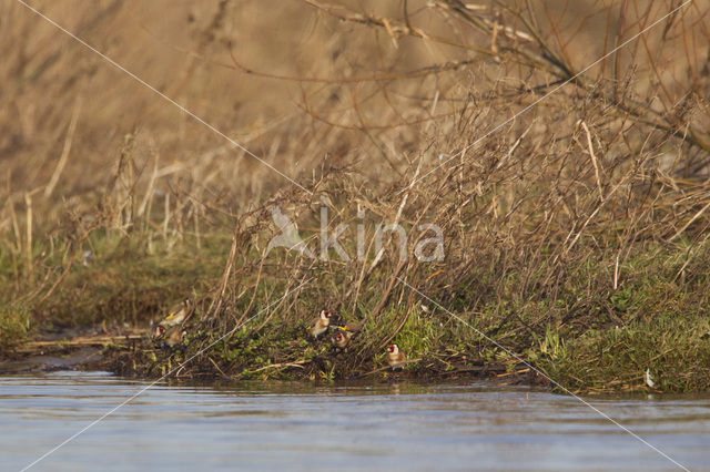 European Goldfinch (Carduelis carduelis)