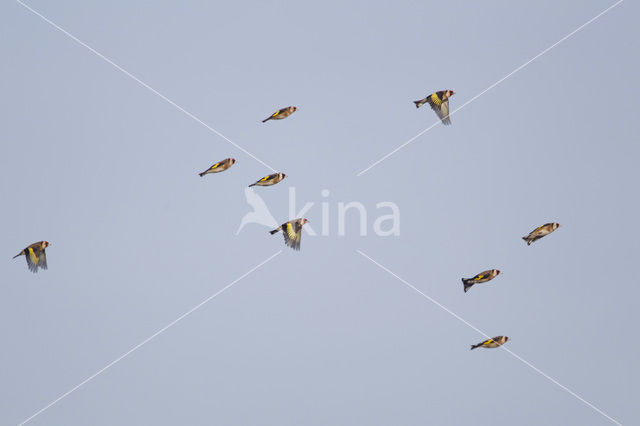 European Goldfinch (Carduelis carduelis)