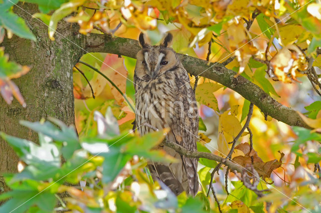 Ransuil (Asio otus)