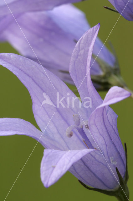 Rapunzelklokje (Campanula rapunculus)