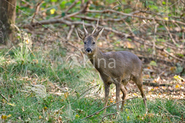 Roe Deer (Capreolus capreolus)