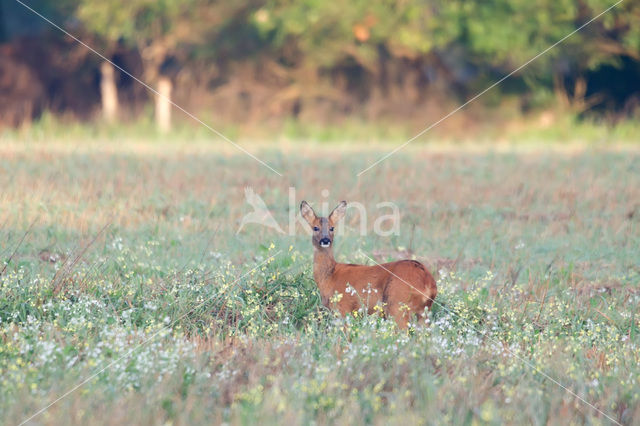 Roe Deer (Capreolus capreolus)