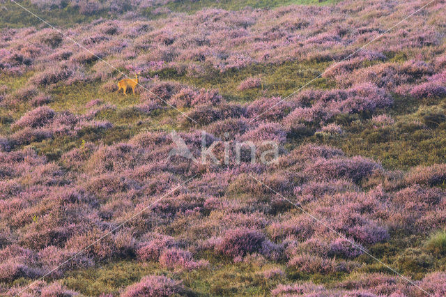 Roe Deer (Capreolus capreolus)