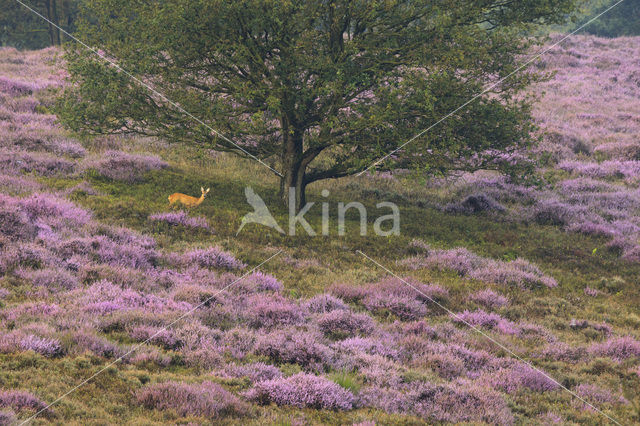 Roe Deer (Capreolus capreolus)