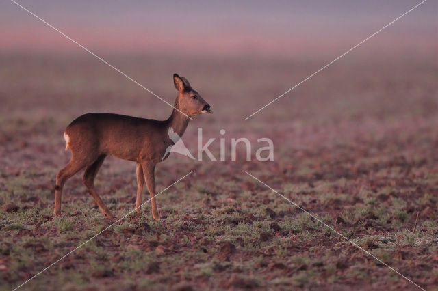 Roe Deer (Capreolus capreolus)