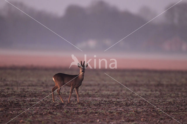 Roe Deer (Capreolus capreolus)