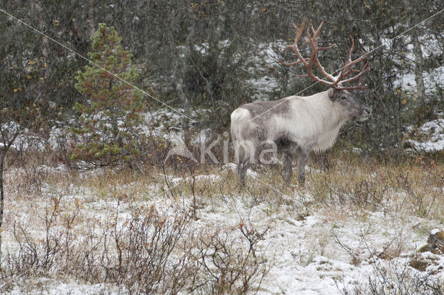 Rendier (Rangifer tarandus tarandus)