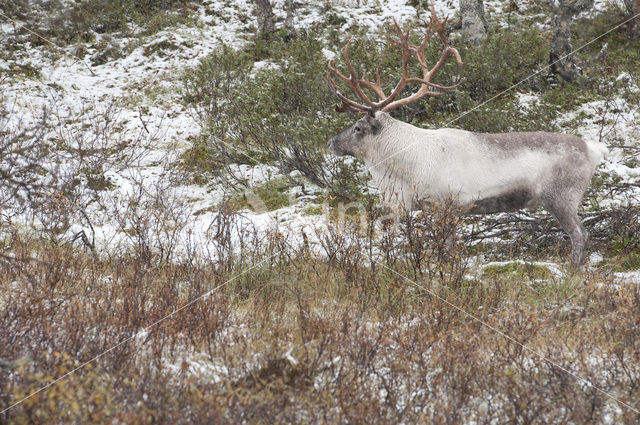 Reindeer (Rangifer tarandus tarandus)