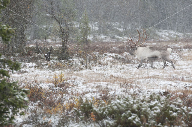 Reindeer (Rangifer tarandus tarandus)