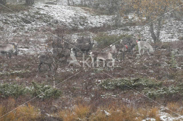 Reindeer (Rangifer tarandus tarandus)
