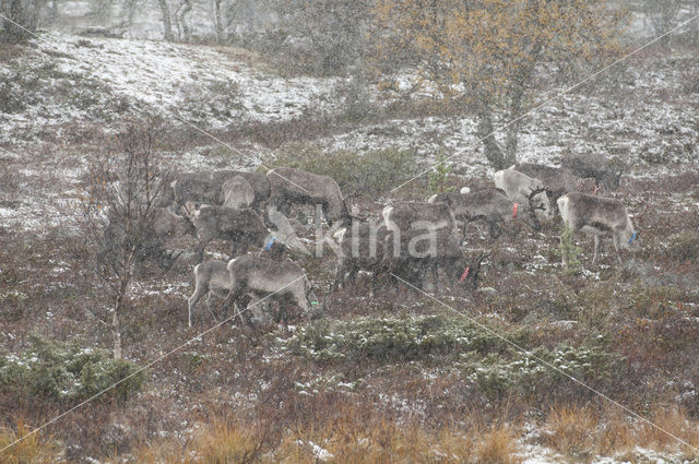 Reindeer (Rangifer tarandus tarandus)