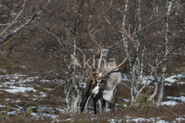 Rendier (Rangifer tarandus tarandus)