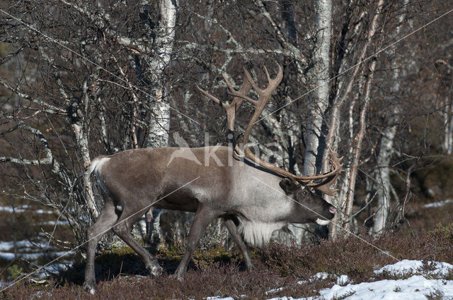 Rendier (Rangifer tarandus tarandus)