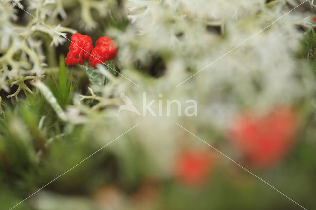 Reindeer Lichen (Cladina)