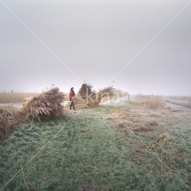 Riet (Phragmites australis)