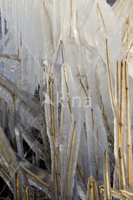 Common Reed (Phragmites australis)