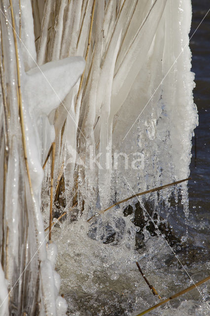 Riet (Phragmites australis)