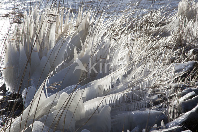 Common Reed (Phragmites australis)