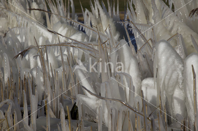 Common Reed (Phragmites australis)