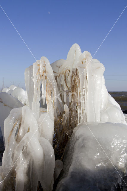 Riet (Phragmites australis)