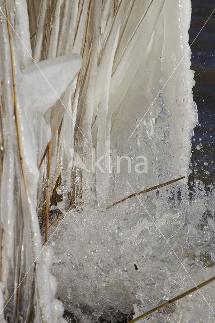 Common Reed (Phragmites australis)