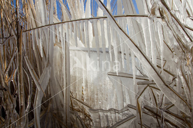 Common Reed (Phragmites australis)