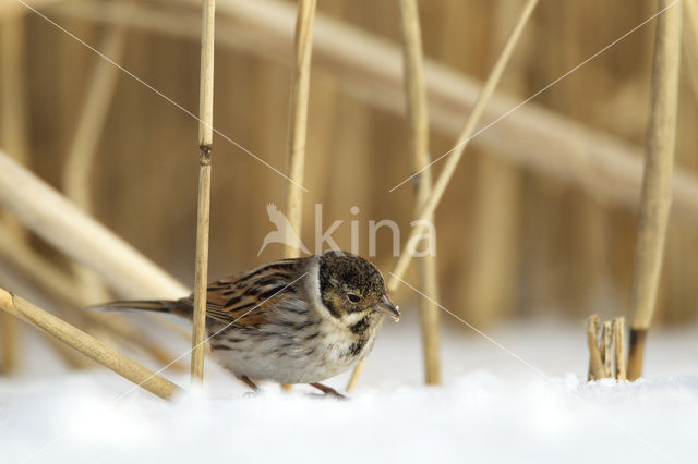 Rietgors (Emberiza schoeniclus)