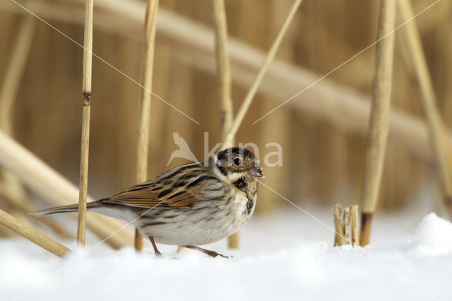 Reed Bunting (Emberiza schoeniclus)
