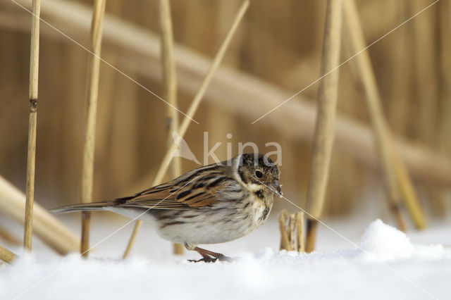 Rietgors (Emberiza schoeniclus)