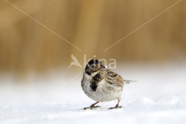 Reed Bunting (Emberiza schoeniclus)