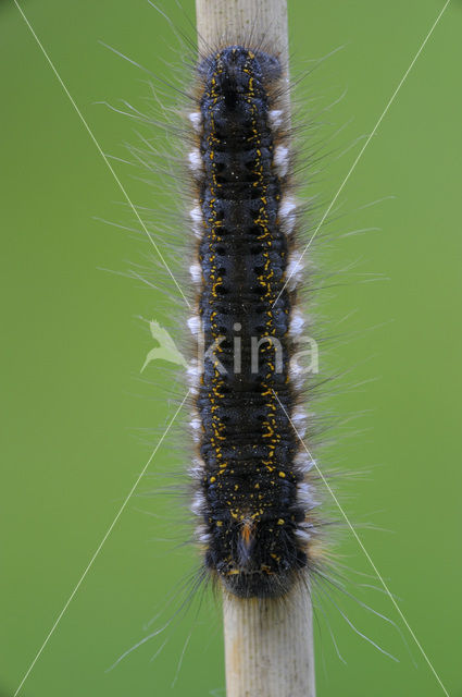 The Drinker (Euthrix potatoria)