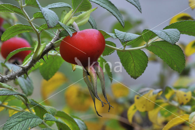 Japanese Rose (Rosa rugosa)