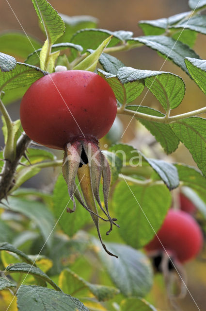 Japanese Rose (Rosa rugosa)