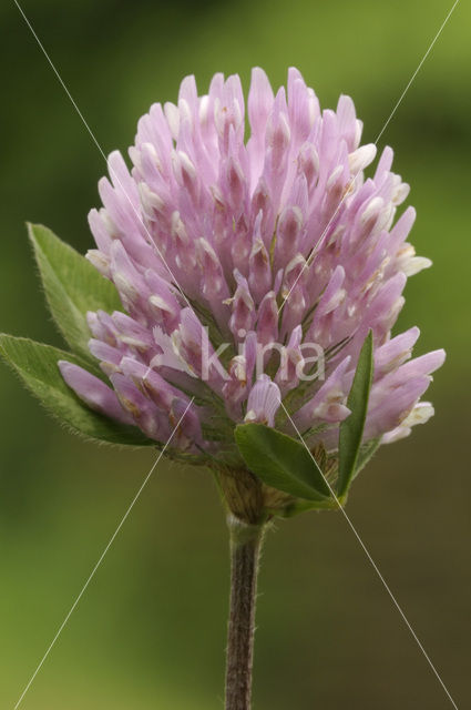 Rode klaver (Trifolium pratense)