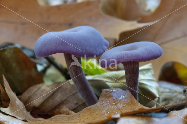 Amethyst Deceiver (Laccaria amethystina)