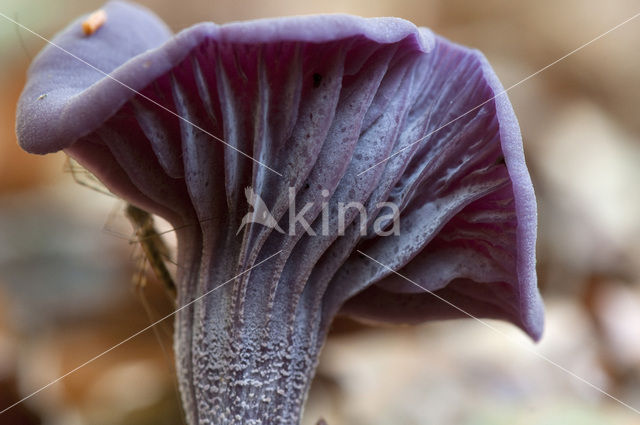 Amethyst Deceiver (Laccaria amethystina)