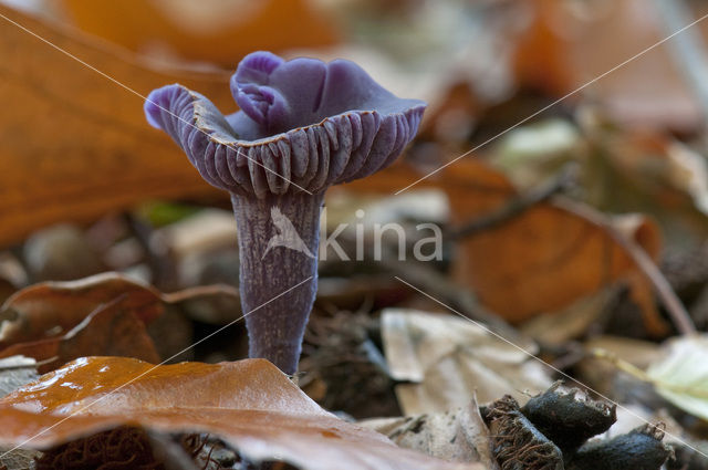 Amethyst Deceiver (Laccaria amethystina)