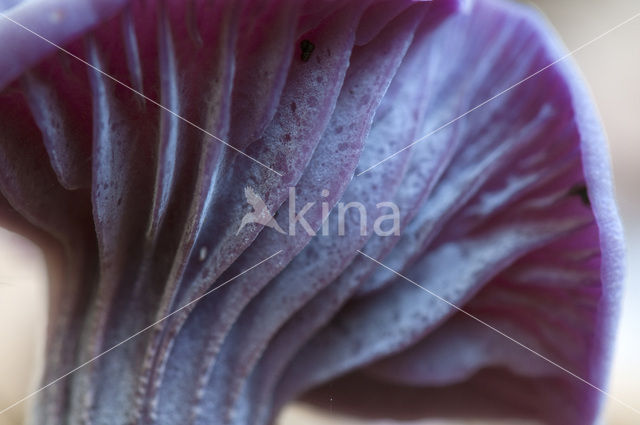 Amethyst Deceiver (Laccaria amethystina)