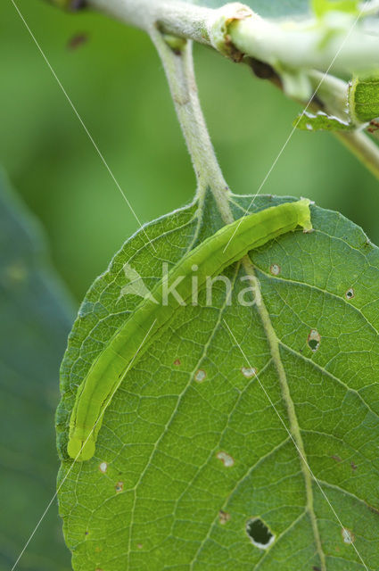 herald moth (Scoliopteryx libatrix)