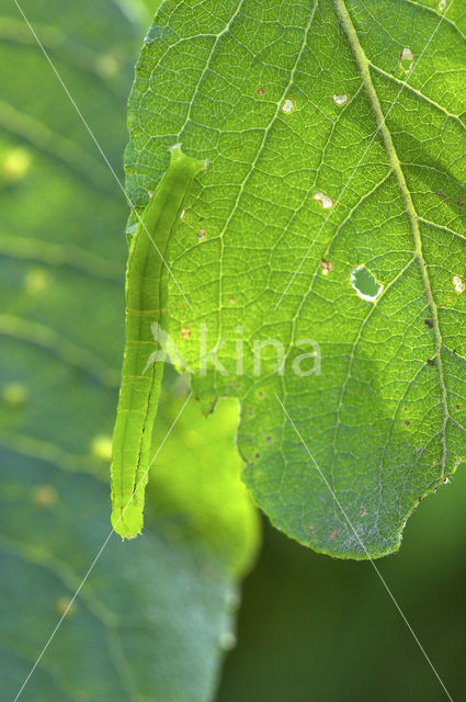 herald moth (Scoliopteryx libatrix)